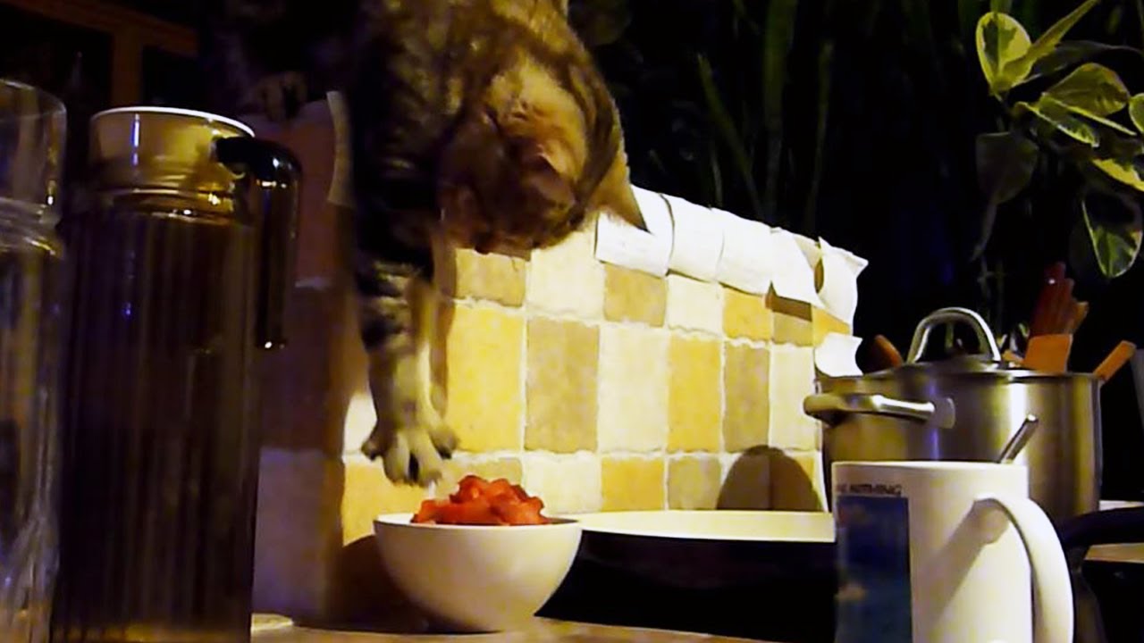 funny cats sleeping in weird positions compilation 2014 funnyplox Funny Cat steals her breakfast Part 1