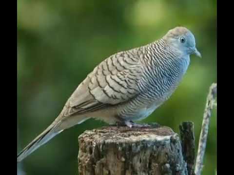 Mp3 dijamin merbuk hutan akan marah