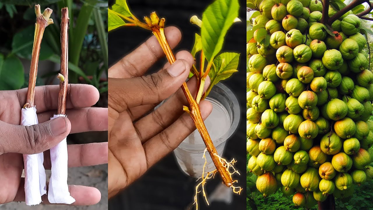 Simple Method How to Grow Guava tree in a guava cutting With Onion In A ...