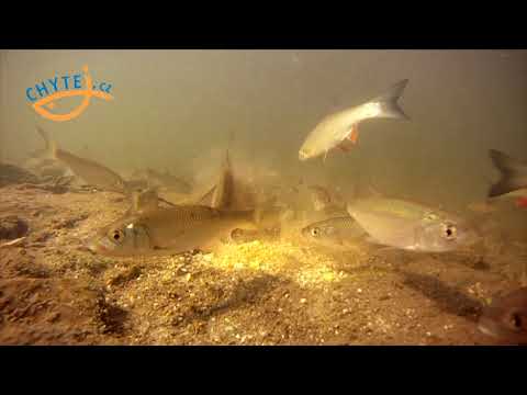 Video: Prázdninová Péče O Ryby Nalezení Hlídače Ryb