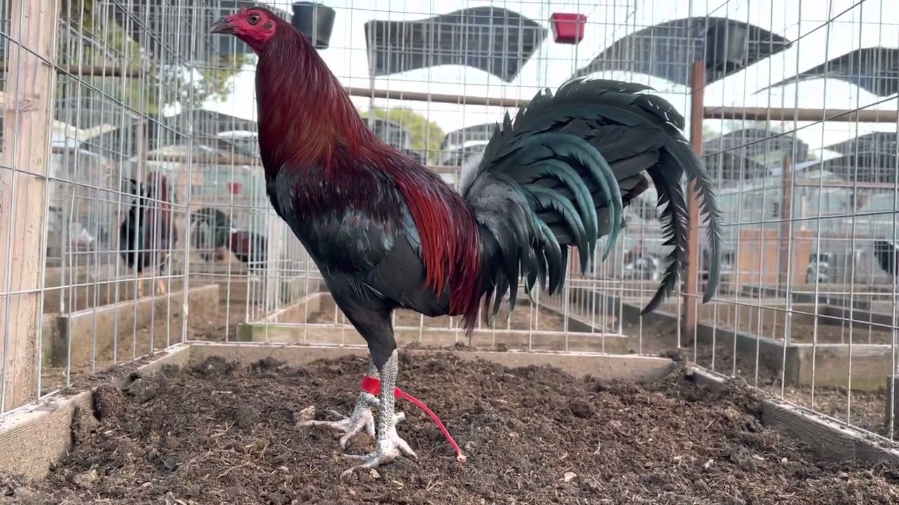 Blue face/Lipper y melsim/blueface