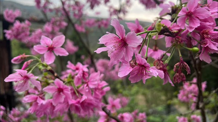 櫻花谷露營區櫻花季