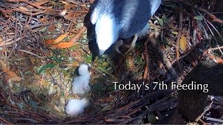 #71🇦🇺🦅SE37🐥5-day-old & SE38🐥4-day-old／Sydney OP Sea Eagle Nest 2026／♀Lady💗♂Dad／by Sea-EagleCAM4