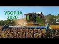 УБОРКА 2020 ПОДСОЛНЕЧНИКА АРИЗОНА (SYNGENTA)