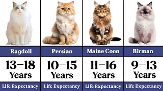 Life Expectancy of Popular Cat Breeds (From Shortest to Longest)