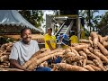 From cassava farming to millionaire the inspiring story of kidi  how i made 300k farming cassava
