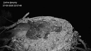 Sokół -D. Baryczy -Zdenka przed snem tępi insekty -27-05-25- g. 22.00