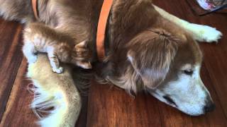 Kitten Thinks Golden Retriever is Mom by Keelo and Koda 28,407 views 9 years ago 1 minute, 31 seconds