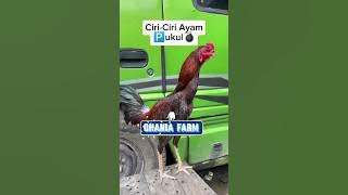 Ciri ciri ayam pukul ❗ayam bangkok super #ayambangkok #ayambangkokindinesia #viraltiktok #shortvideo