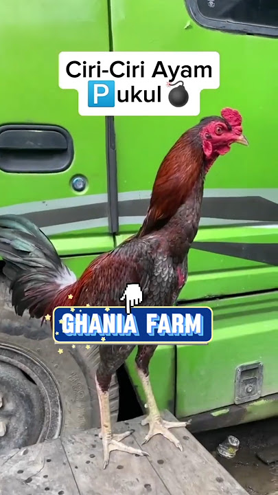 Ciri ciri ayam pukul ❗ayam bangkok super #ayambangkok #ayambangkokindinesia #viraltiktok #shortvideo