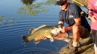Better Handling for Murray Cod