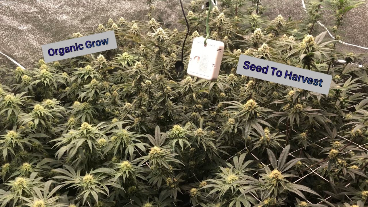 Seed To Harbest Organic Cannabis Grow In House Genetics Starfire Genetics Ethos Genetics