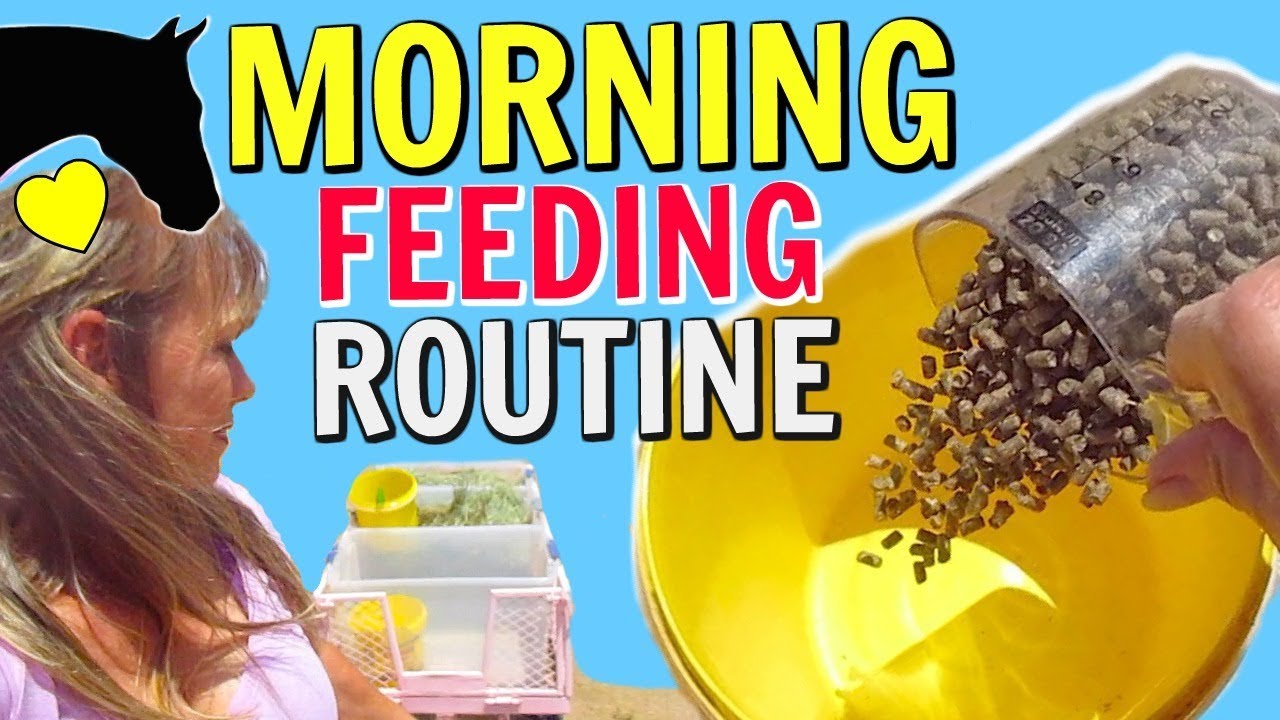 Morning Feeding Routine for my Horses YouTube