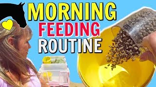 Morning Feeding Routine for my Horses