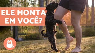 Por Que Meu Cachorro Monta Em Mim? Causas E O Que Fazer