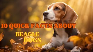 10 QUICK FACTS ABOUT BEAGLE DOGS!