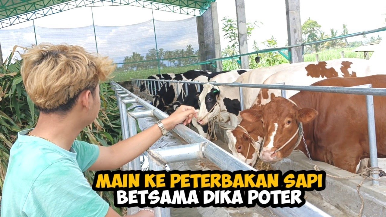 MAIN KE KANDANG SAPI BERSAMA DIKA POTER