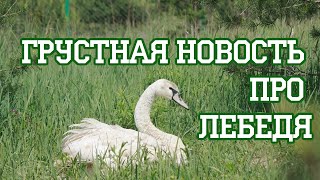 Доктор Смерть, лебедь и личинка ужастой совы