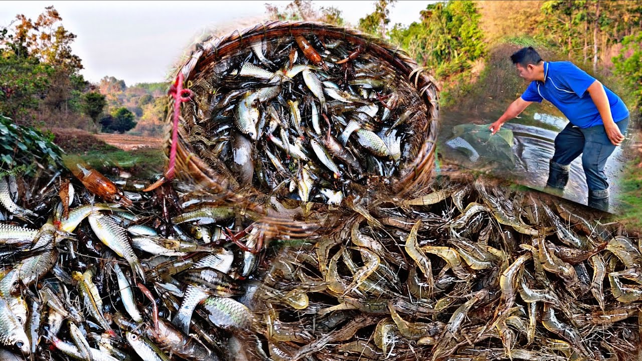 ดัดตุ้มกุ้งวันนี้มีแต่เจ้าของตุ้มครับก็หมานคือเก่าได้กุ้งได้ปลาครับผม/18/ก.พ/69