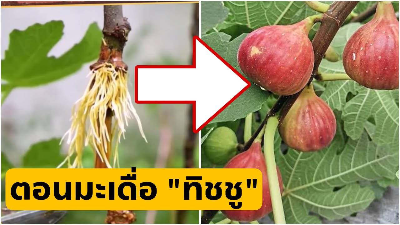 ตอนกิ่งมะเดื่อ ด้วยทิชชู