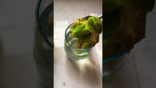 Putting Calabasa flowers to dry part:4
