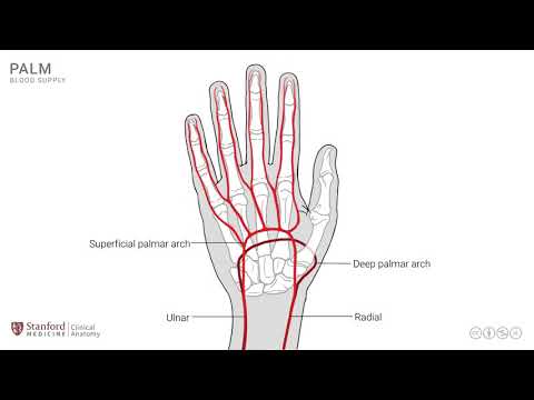 Anatomy of the Upper Limb: Palm