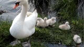 Los cisnes con sus crias en la ria de O Burgo