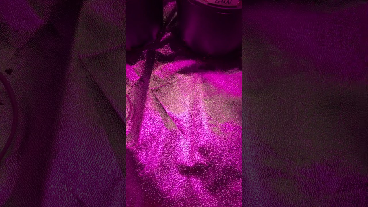 Auto Fem Grow Update