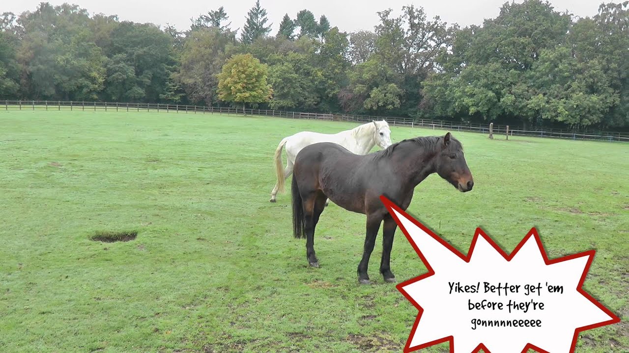 Duggie says Get your PONY The