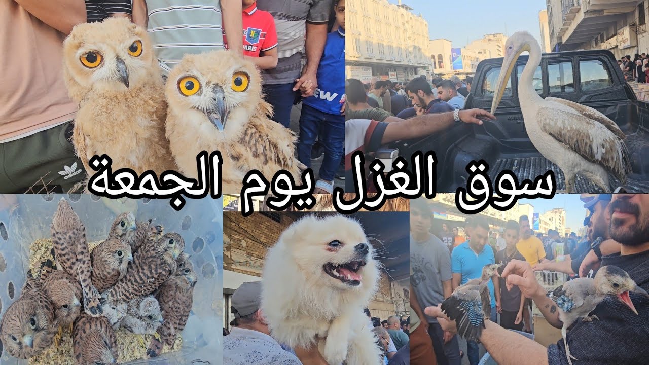 سوق الغزل يوم الجمعة انواع الحيوانات والطيور مخلوقات اول مره تشوفوها 2024/5/17