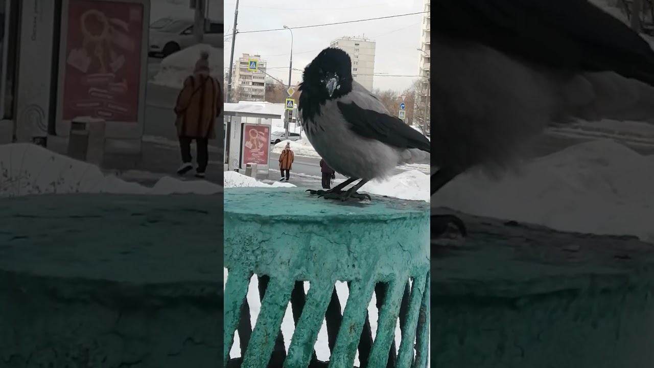 Young crow is not used to posing / Молодая ворона не привыкла позировать