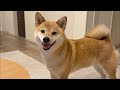 5月のYouTubeライブ🐶🍃