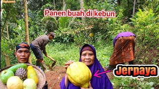 Bedog kebun sayur dan petik buah''an untuk buat lutis