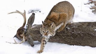 This is how Lynx hunts in WINTER! Even Deer are in danger!