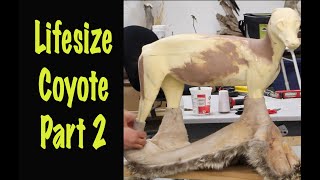 Coyote Taxidermy, Part 2 of 4, Prepping the form and skin.