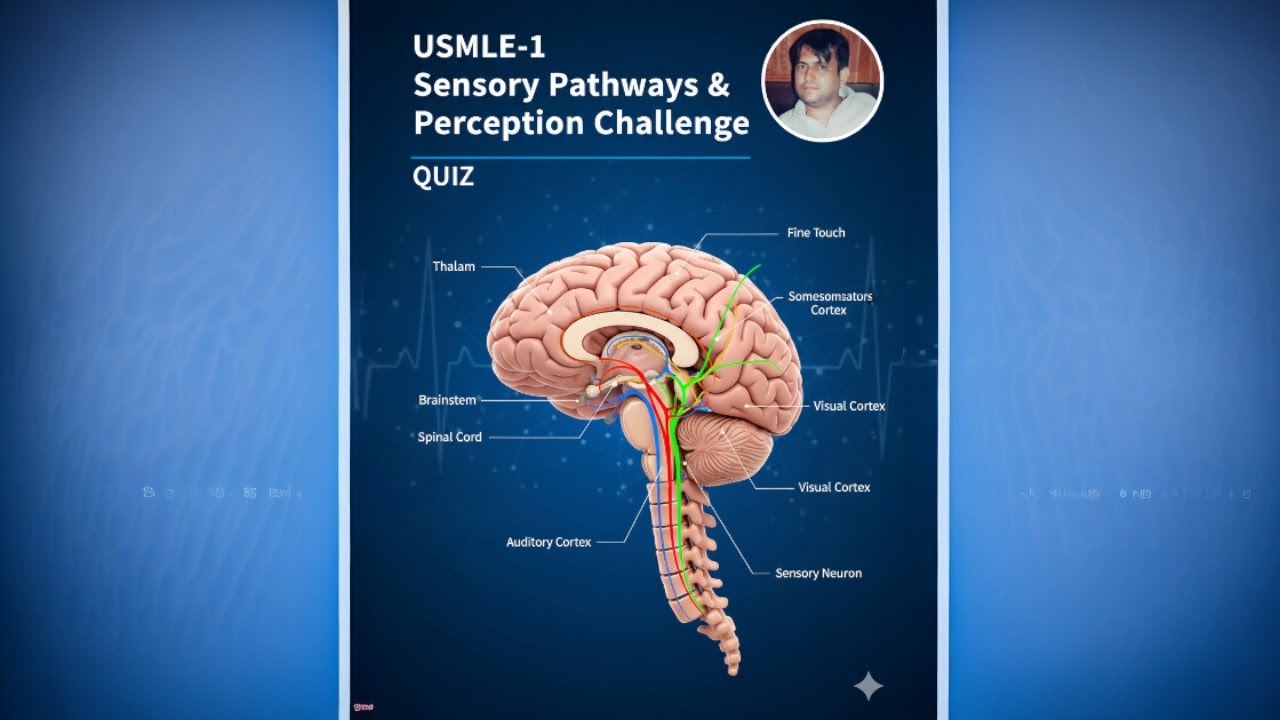 Sensory Pathways & Perception Challenge base video-5