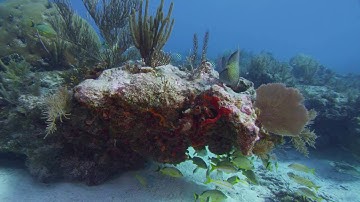 Wind Energy Area Biological Surveys