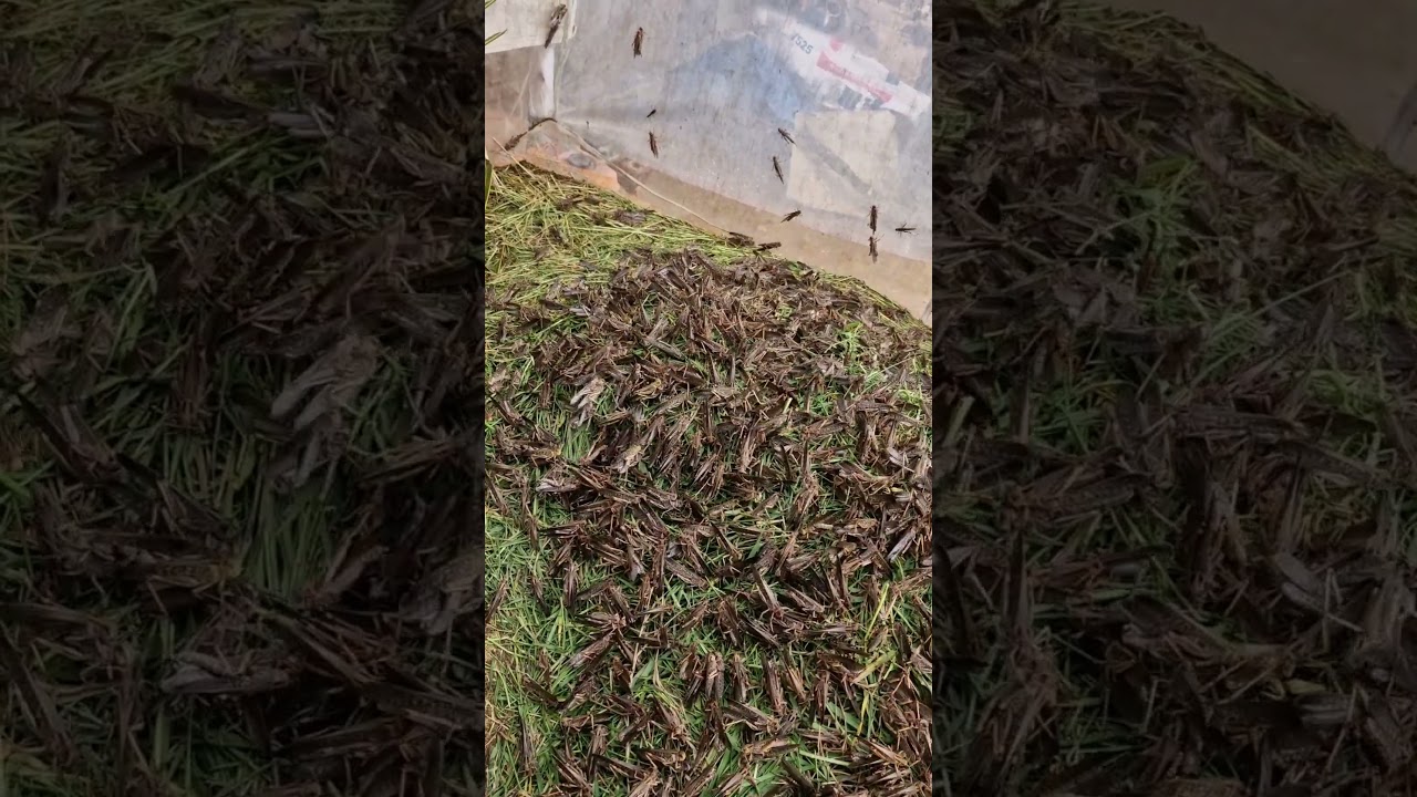 Grasshoppers are rich in proteins. Have you ever tried grasshoppers? 