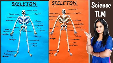 Skeleton Project | How To Make Skeleton Project | Science TLM | School Project |