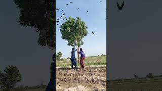 Wild Life Black Dove 🕊️🤢.|#wildlife #farming #birds #villagelife #ytshorts #kabutar #trending