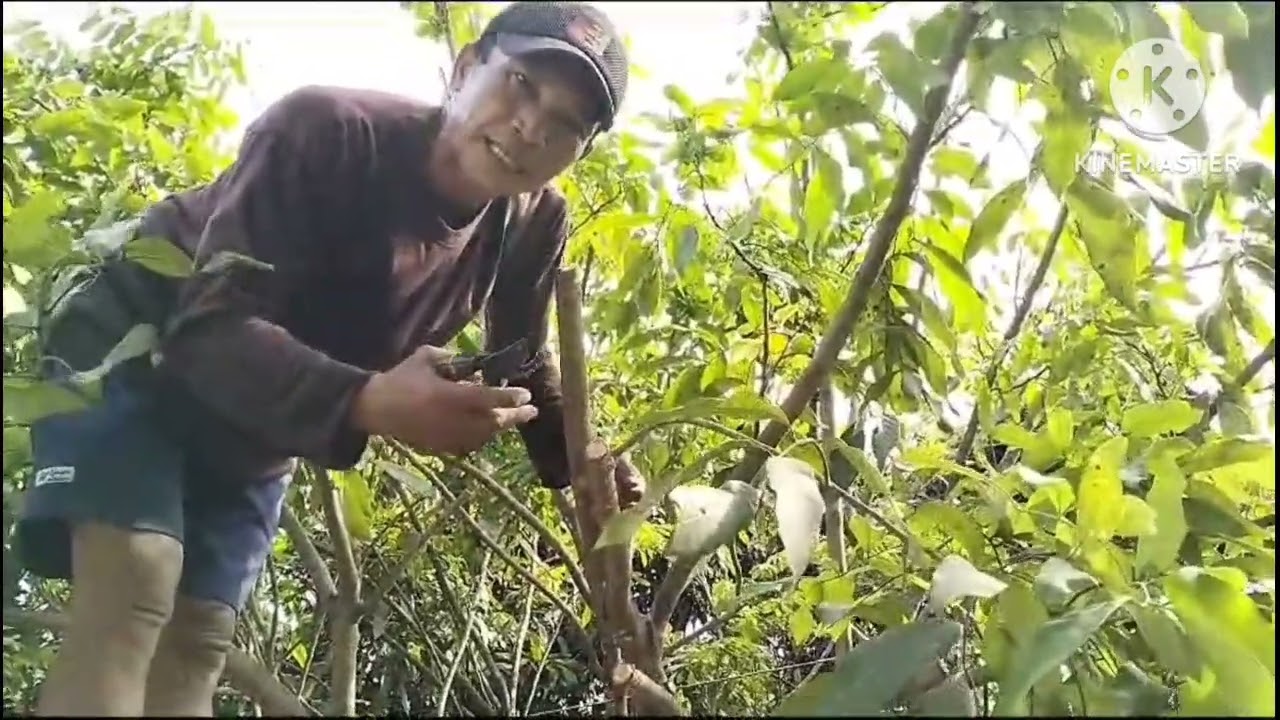 pankas/pruning total