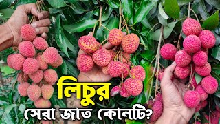 চাষের জন্য সেরা লিচুর জাত কোনটি? | লিচু চাষ পদ্ধতি | Lychee Plant