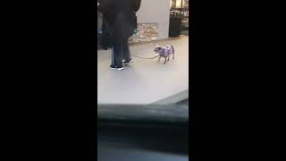 Women intentionally squishes dog poop