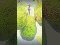 jackfruit harvest #harvest #harvesting #farm #garden #shorts #Shorts #raw_bodycam