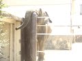 ポールにお鼻を載せて遊ぶミリンダくん 2018.8.5