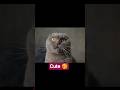 Funny Cat 😺 #shorts #shortfeed #funny #funnycat #comedy