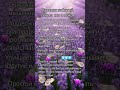 Лаванда — забытый секрет сна и покоя