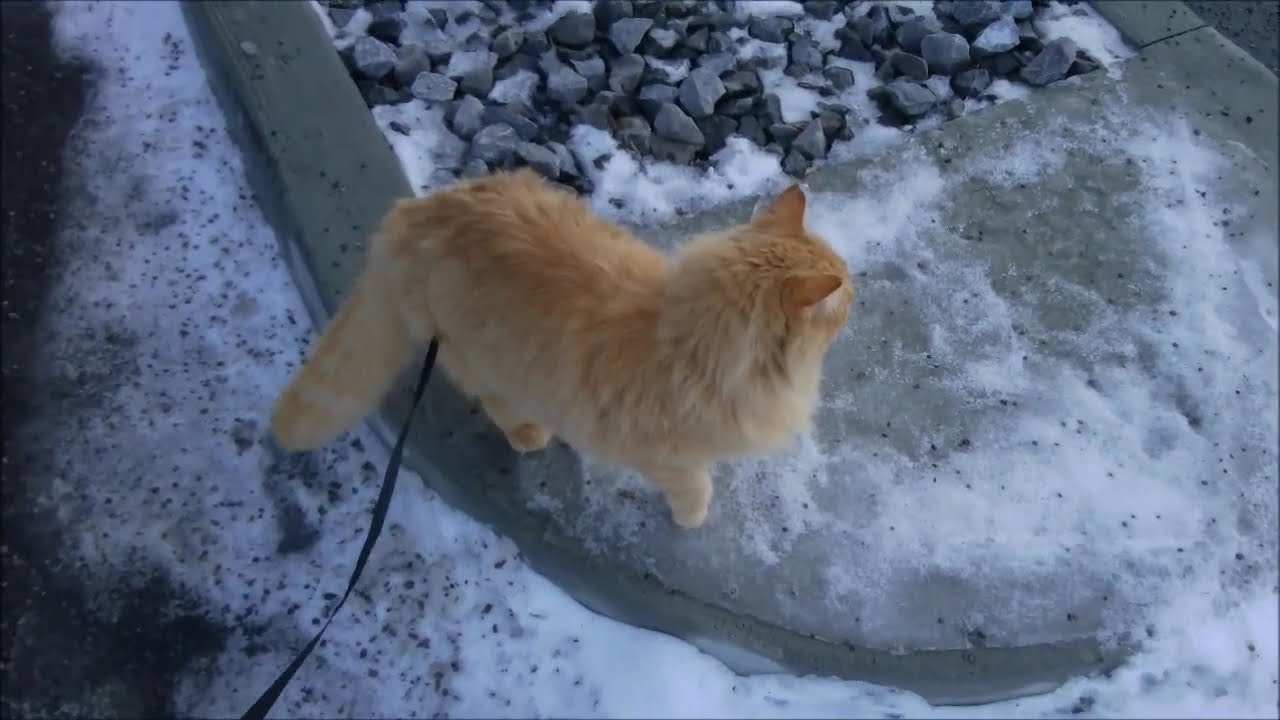 SWEETIE THE MAINE COON SPEED WALKING ON HIS OUTSIDE TRIP AND LOOKING HANSOME COON X-CROSS PERSIAN .