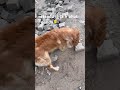 #dogshorts #goldenretreivers #goldenretriever #retreiver #funny #pets
