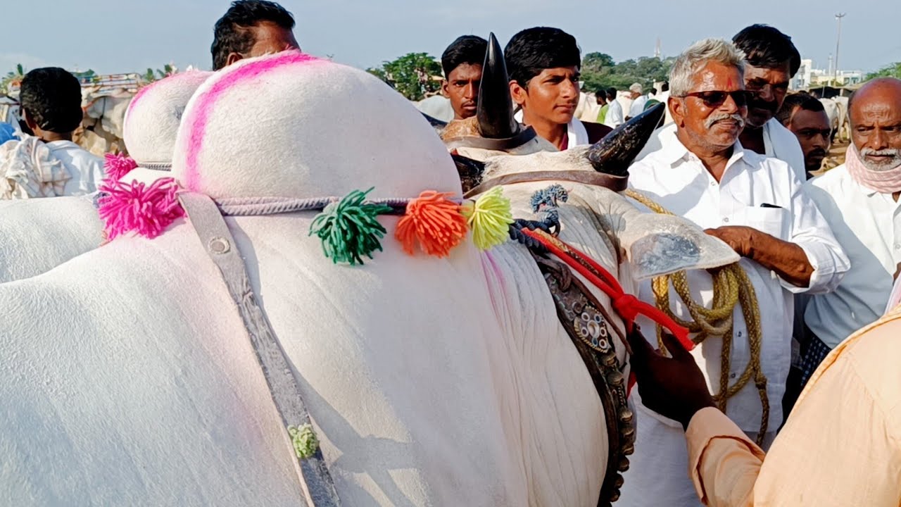 నెల్లూరు జిల్లా రైతులు పెబ్బేరు సంతలో పెద్ద సైజు సేద్యపు ఎద్దులను కొనుగోలు చేశారు-pebbair ox market
